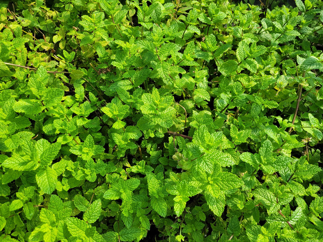Menthe bio 🌿