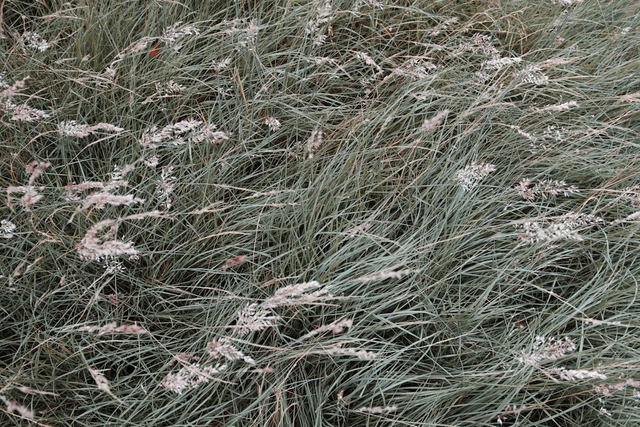 EXTRAS - LOW GRADE WEED KILLER ADDITIVE