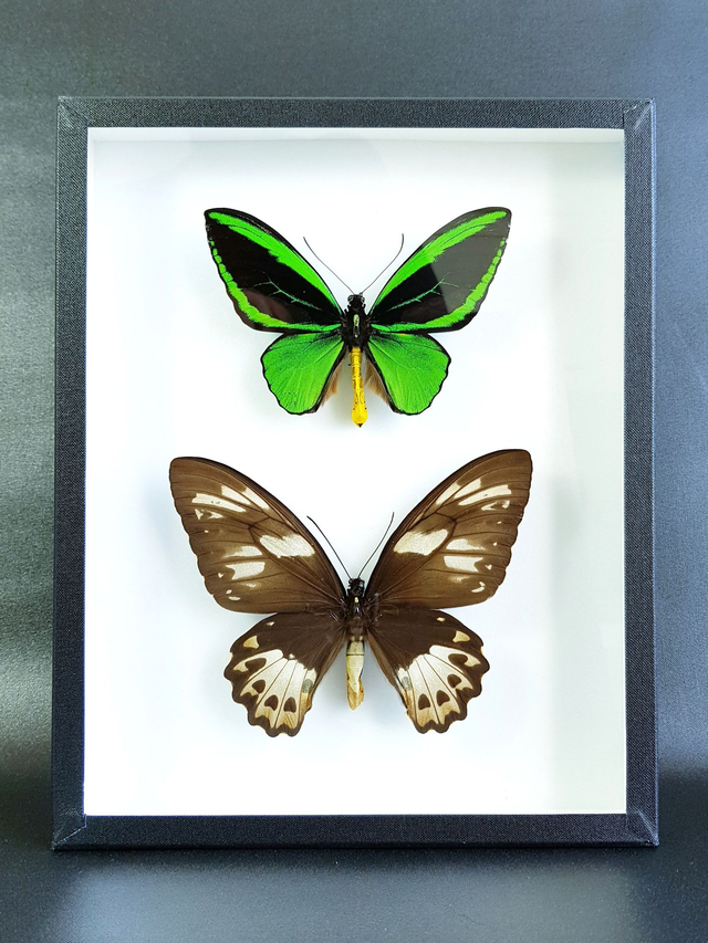 Ornithoptera priamus poseidon (Couple)