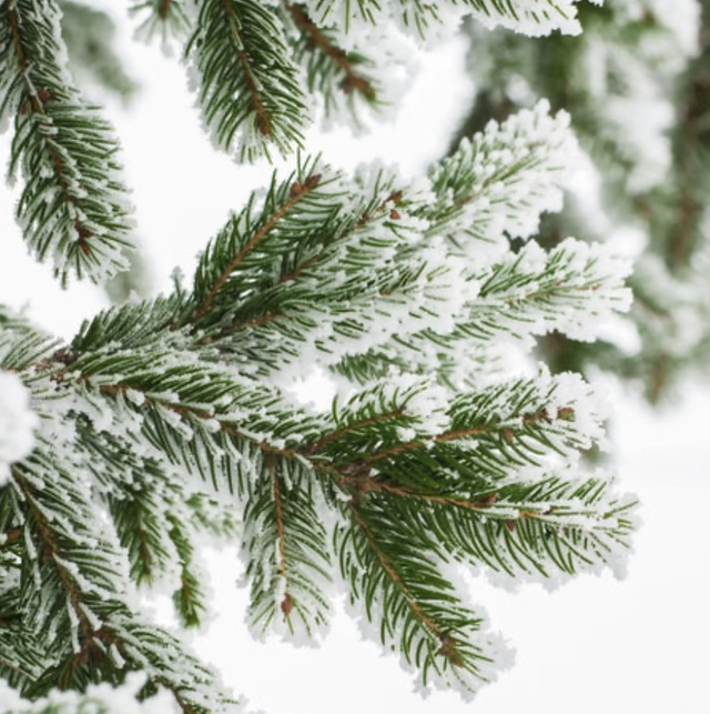 ForĂȘt de pins đČ - 93gr