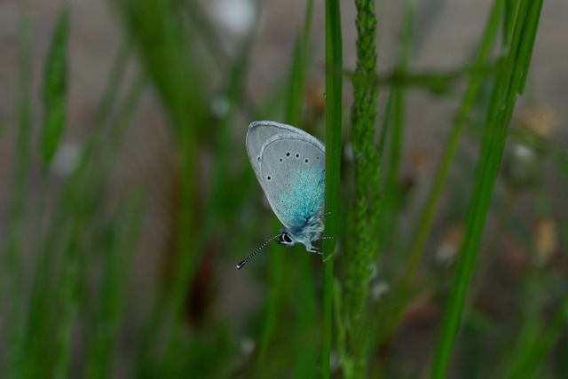 Butterfly - Glucopsyche alexis 