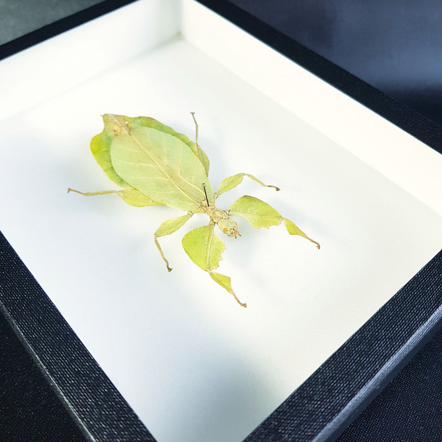 Cryptophyllium celebicum