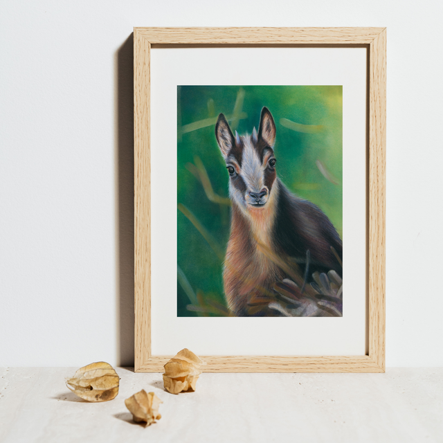 Chamois N°4