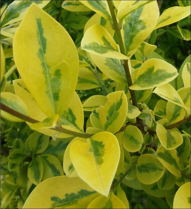 Ligustrum lucidum 'Excelsum Superbum' Variegated Chinese privet - 1lt pot