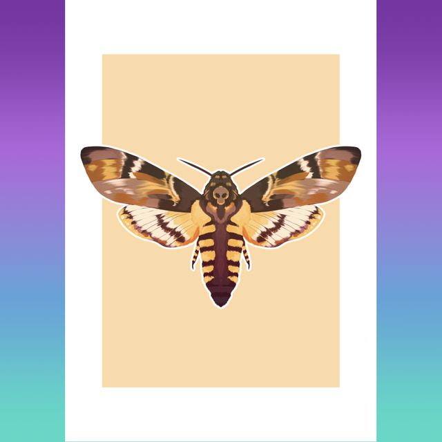 MOTH SERIES - Death Hawk Print