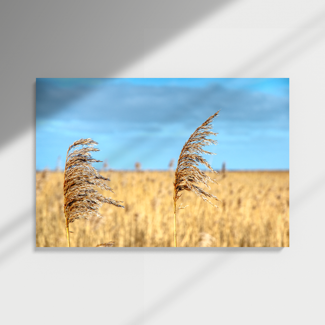  Canvas print - Riet