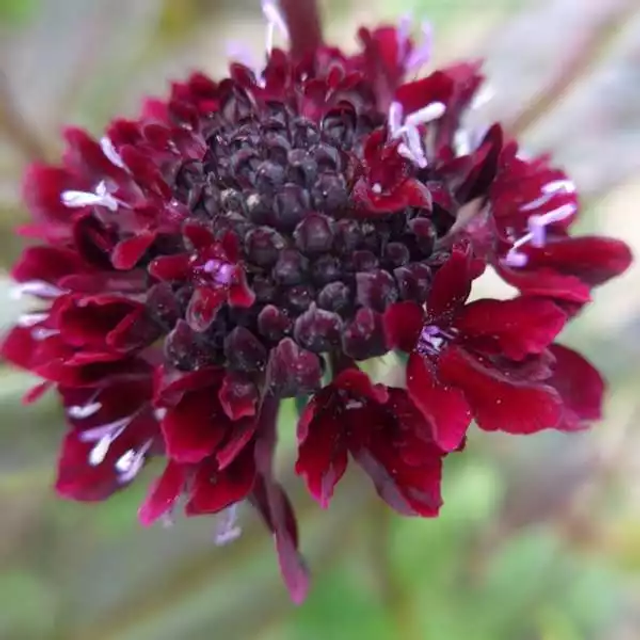 Scabieuse Noire AB - Scabiosa atropurpurea