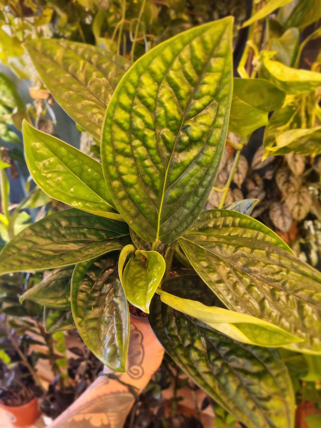 Marble planet 12cm pot