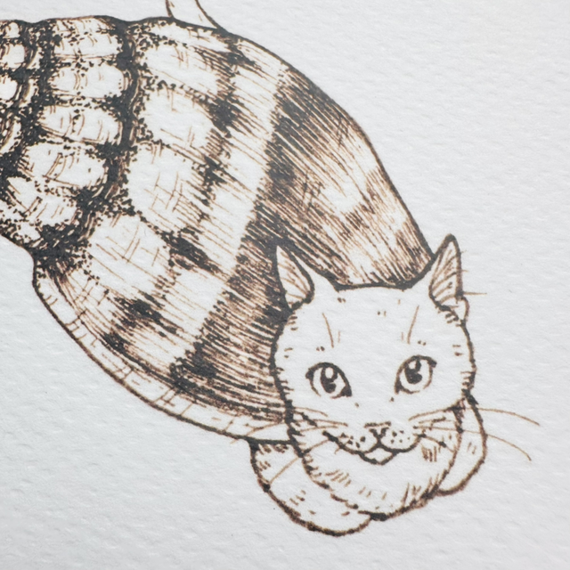 Shell Cats - Curious