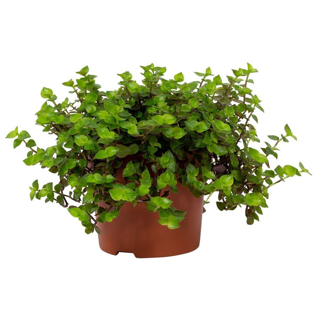 D02 .  Callisia 'Turtle'