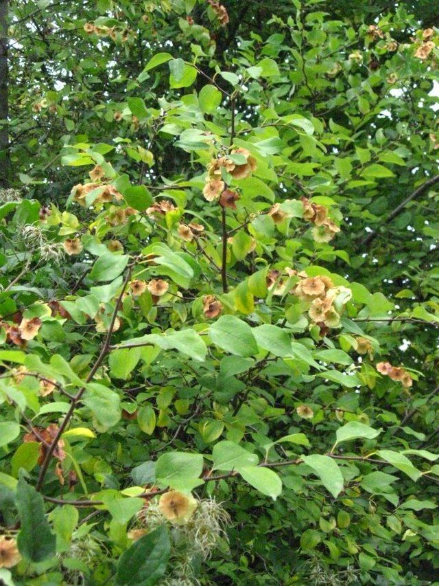 Paliure Epine du Christ (Paliurus spina christi) - Végétal local
