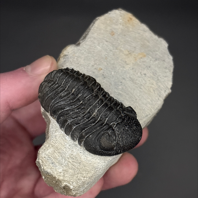 Phacops Trilobite 