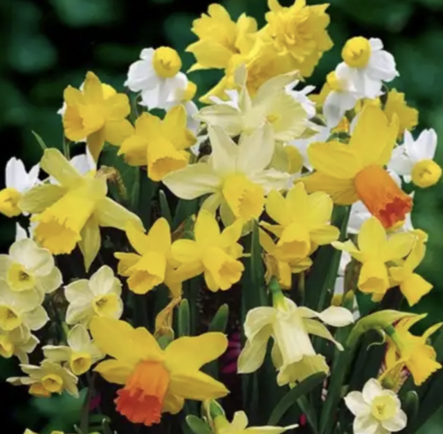 Enkel leverbaar nov-febr: 10 narcisbollen (paasbloemen) voor 8 euro