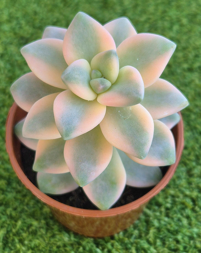 Graptoveria titubans &#039;Variegata&#039;