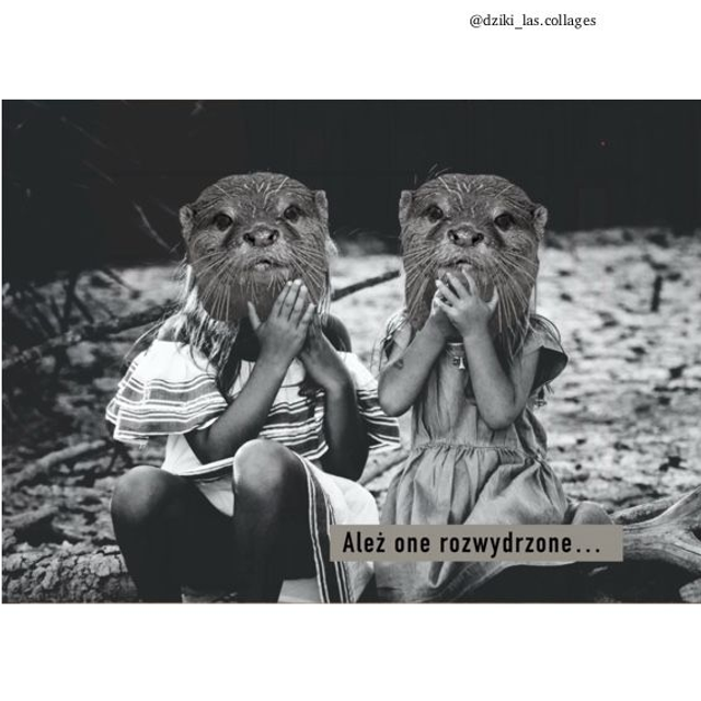 Ależ one rozwydrzone - pocztówka 10x15 cm  