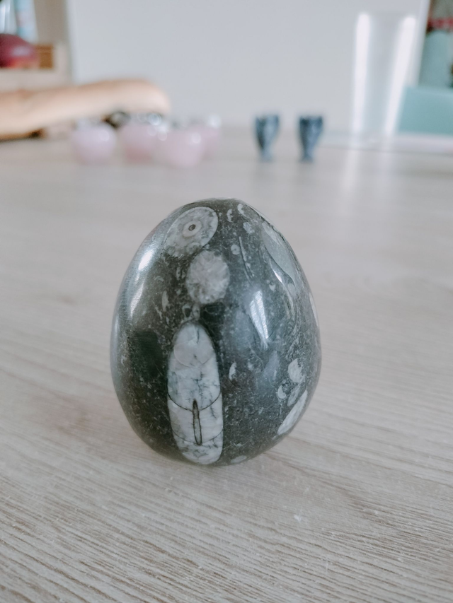 OEUF en Orthoceras A+ 50 à 60 mm