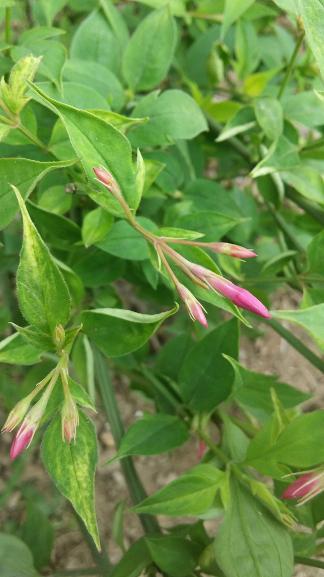 Jasminum Stephanese - 1ltr pot