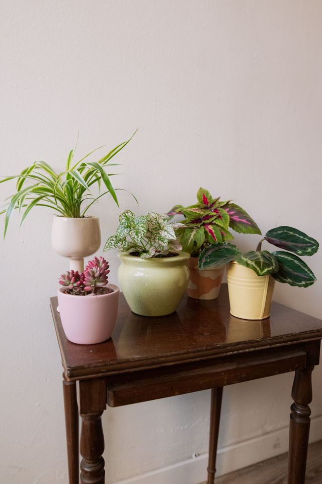 Mini Jardin Dopamine - Xmas Kit 🎀