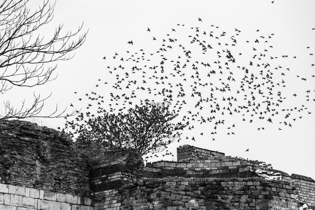 Little Birds, Big Bangs