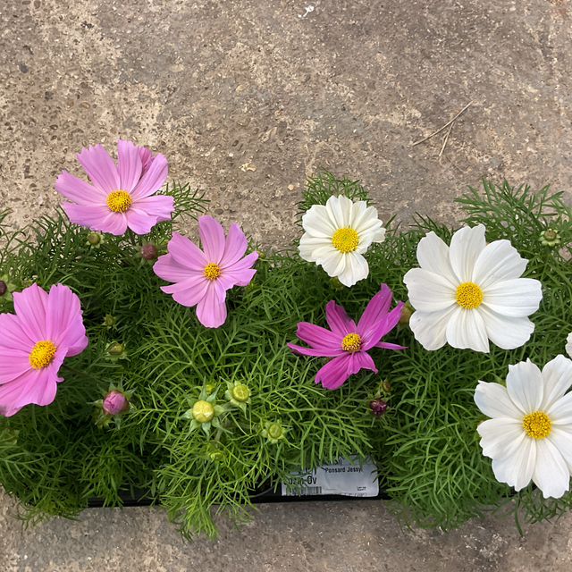 Cosmos mix