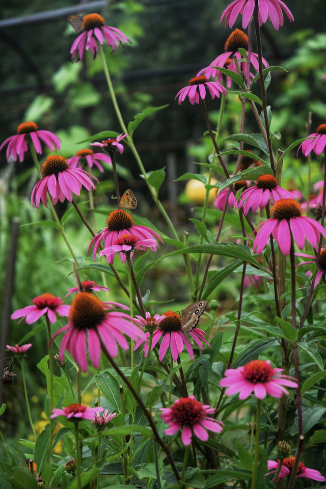 Echinacea purpurea pourpre
