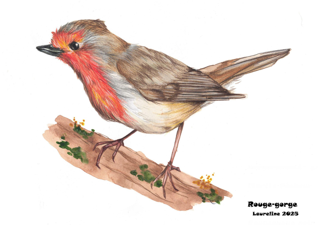 Carte postale Rouge gorge