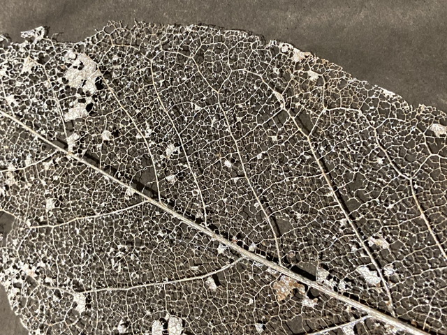 Skeleton Magnolia Leaf preserved in Silver Acrylic from a selection