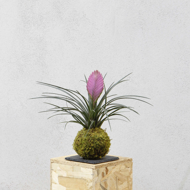 Tillandsia Kokedama 