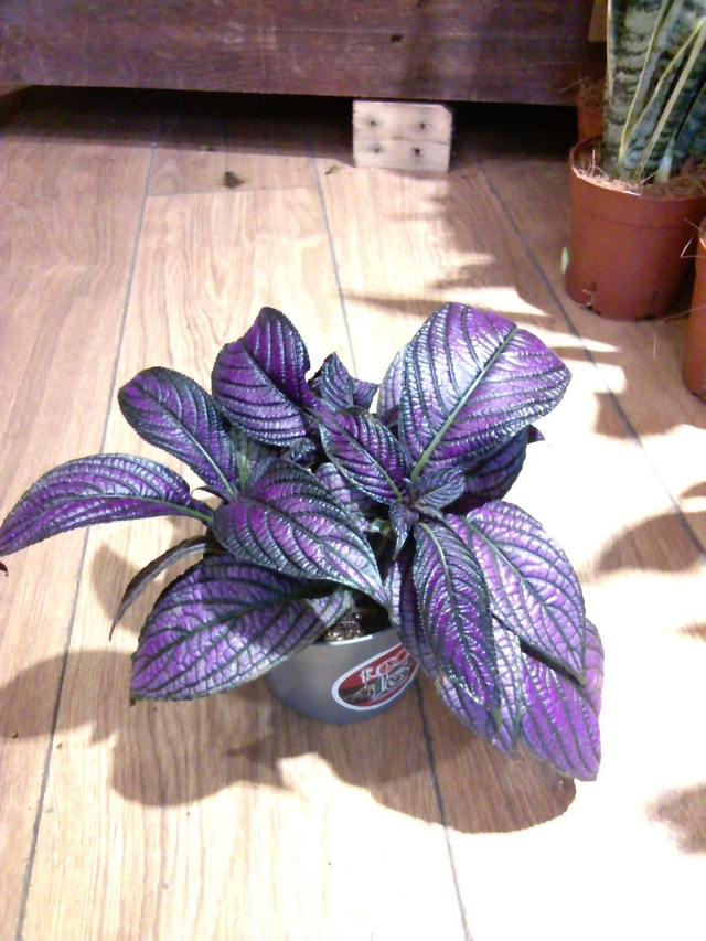 Persian shield, strobilanthes 