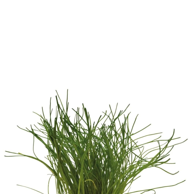 Easygrow Lilaeopsis Mauritiana 8715897322556