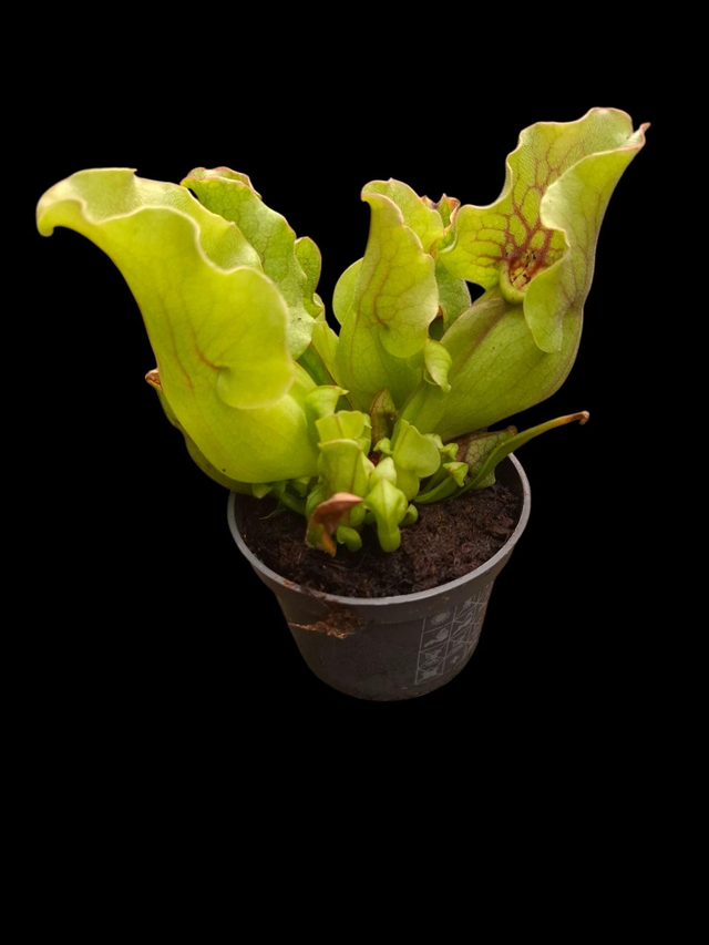 Sarracenia purpurea 'Montana'- Purple Pitcher Plant 9cm pot