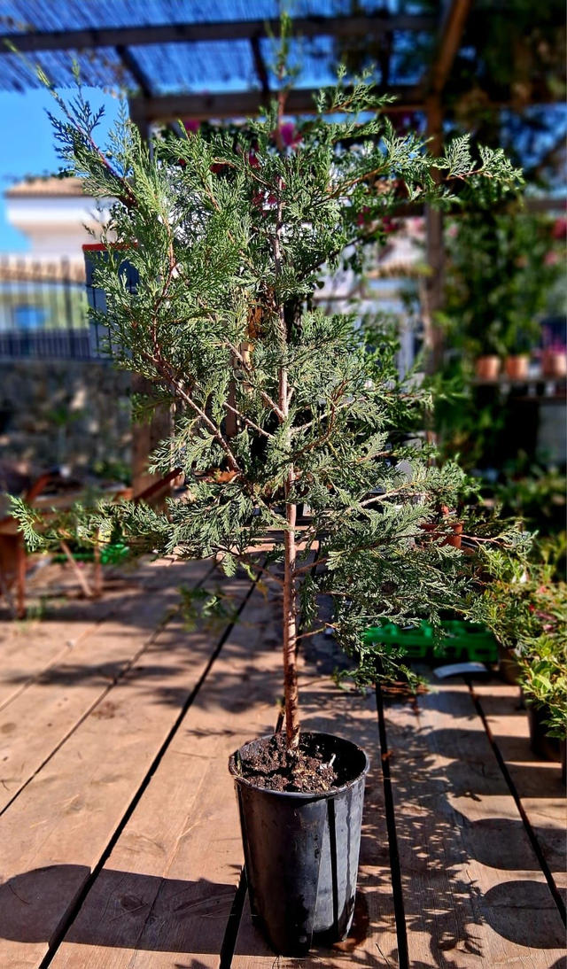 H11 . Cipresso mediterraneo H160