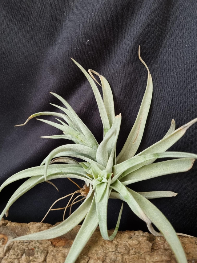 Tillandsia hondurensis