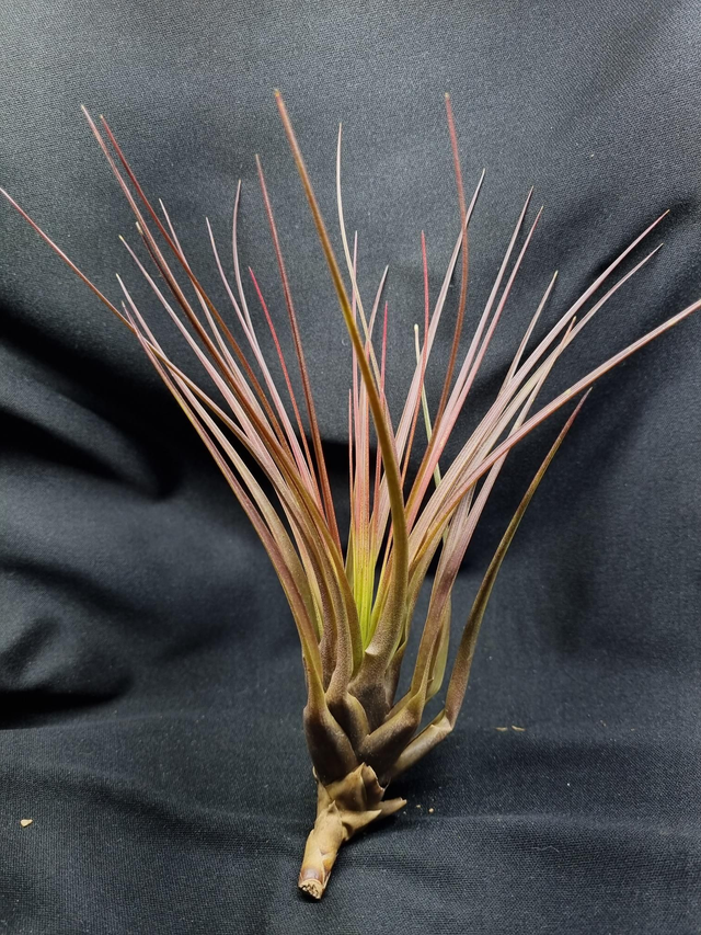 Tillandsia tricolor var. melanocrater