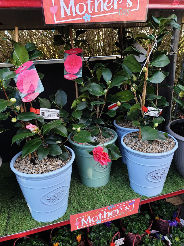 MOTHERS DAY GIFT - Outdoor Camellia Flower In Blue Olive Patio Planter