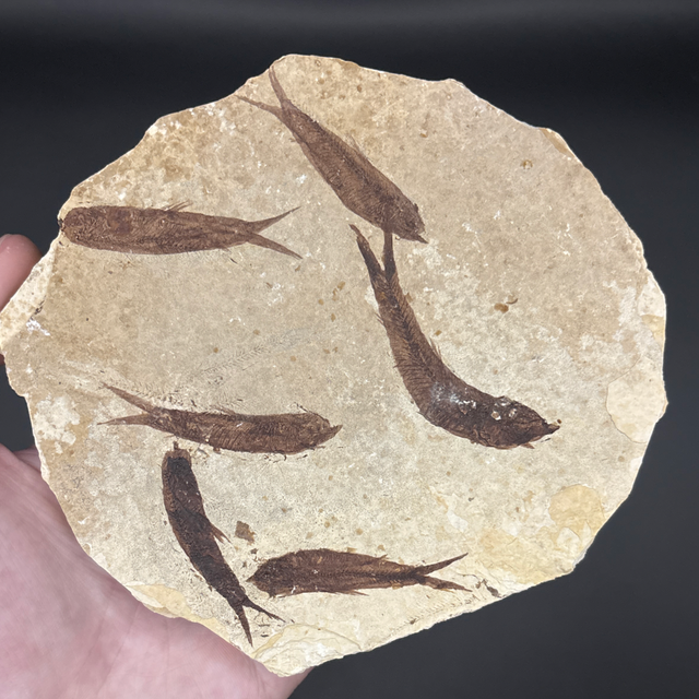 Diplomystus Fish Cluster