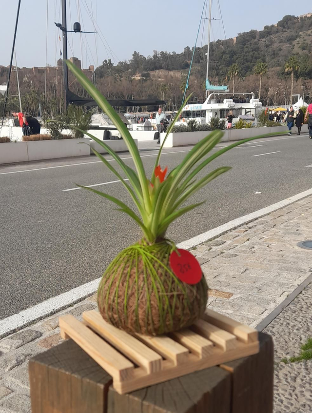 Kokedama Begonia mediano