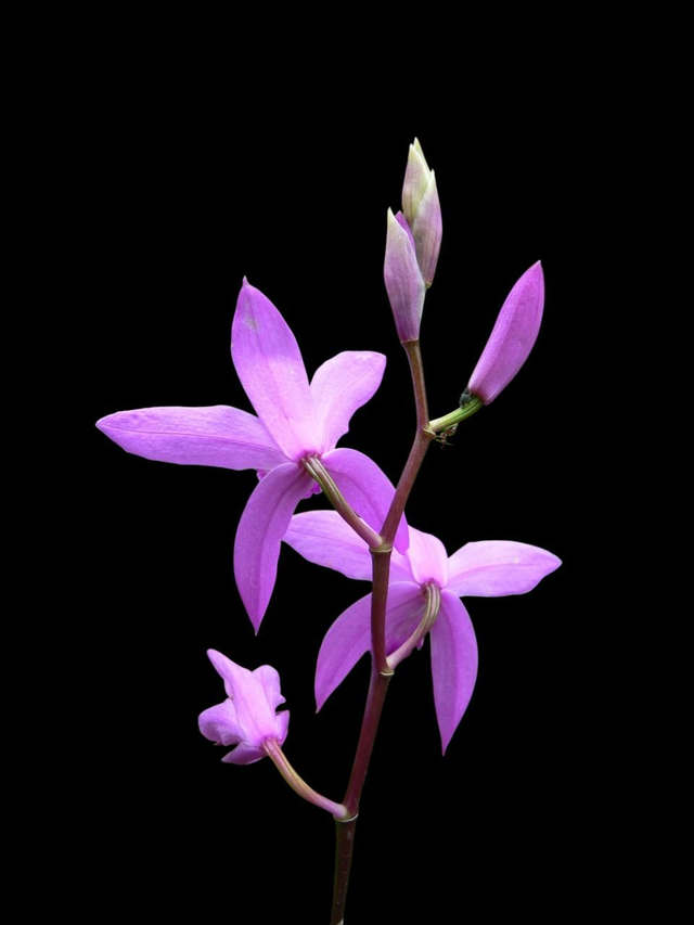 Bletilla striata P9