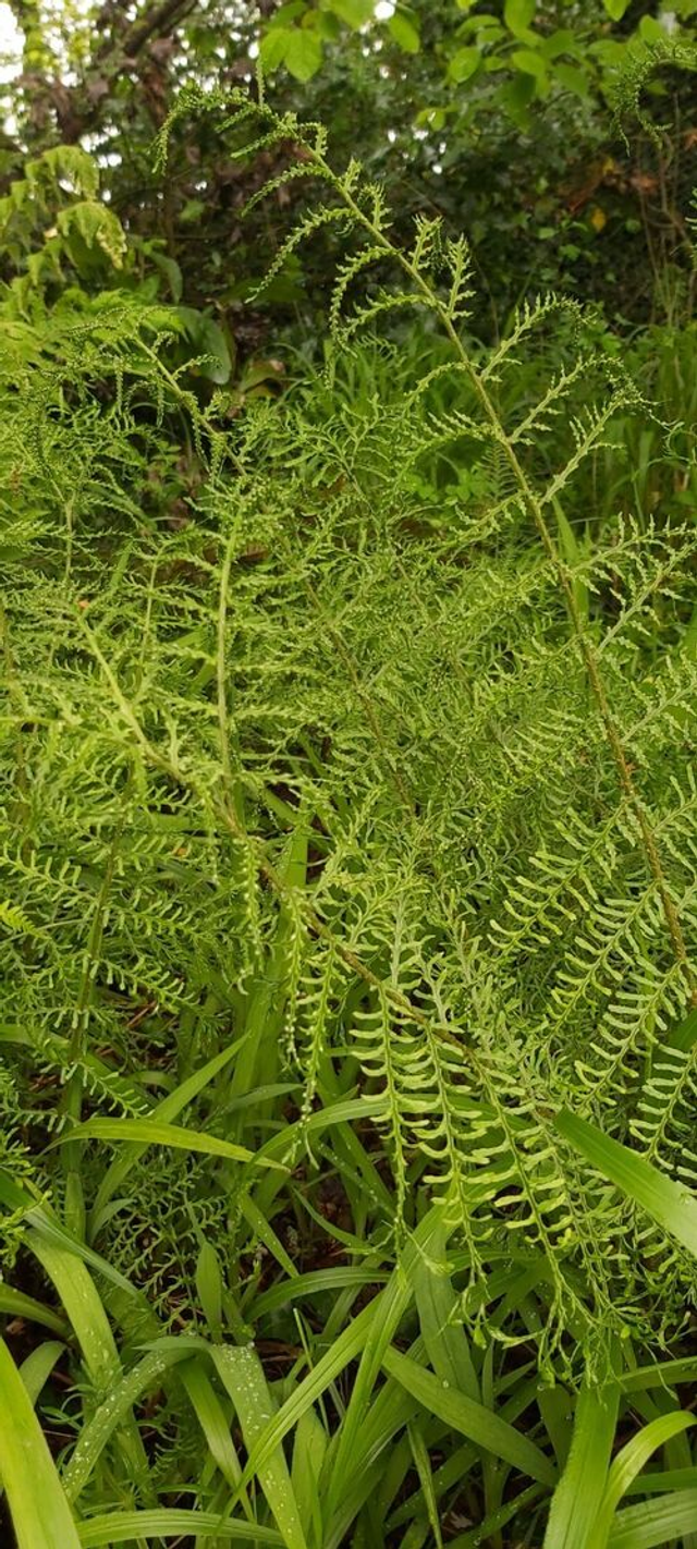 Dryopteris filix-mas 'Linearis Polydactyla' Forked Male Fern 9cm