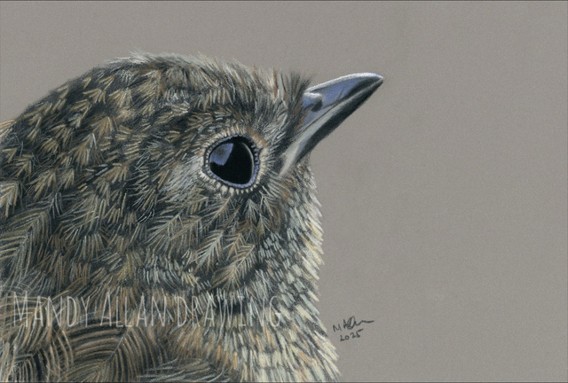 &quot;Rosie Robin- Juvenile&quot; Original Robin Drawing  
