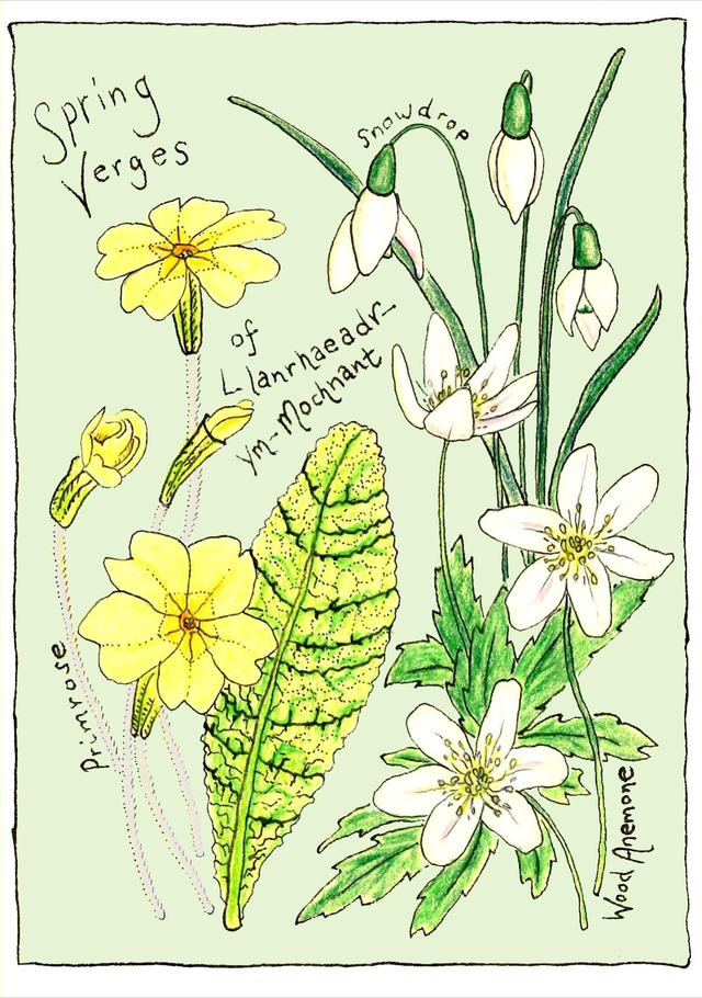 Spring Verges Illustrated Postcard 