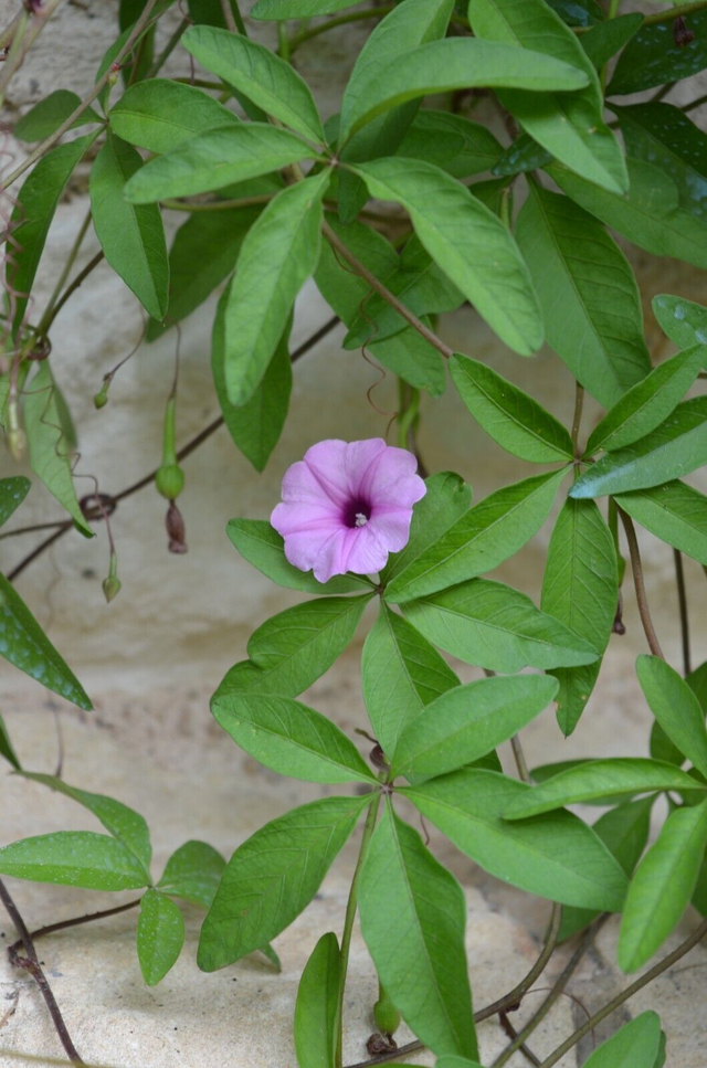 20 graines Ipomoea tenuipes rare samen seeds ipomée morning glory semilla