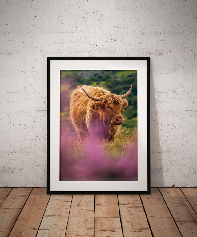 Highland Heather, Peak District