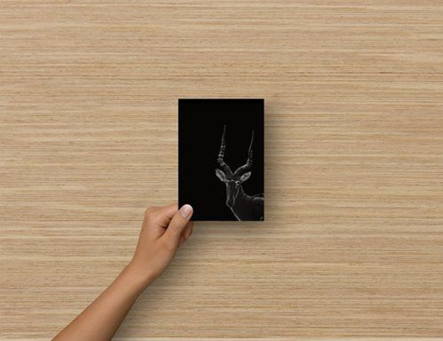 Carte Postale - Hirola (reproduction Aquarelle)