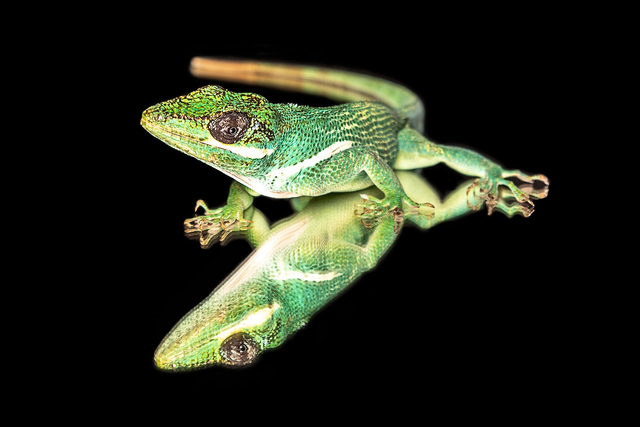 Ritteranolis - Querformat