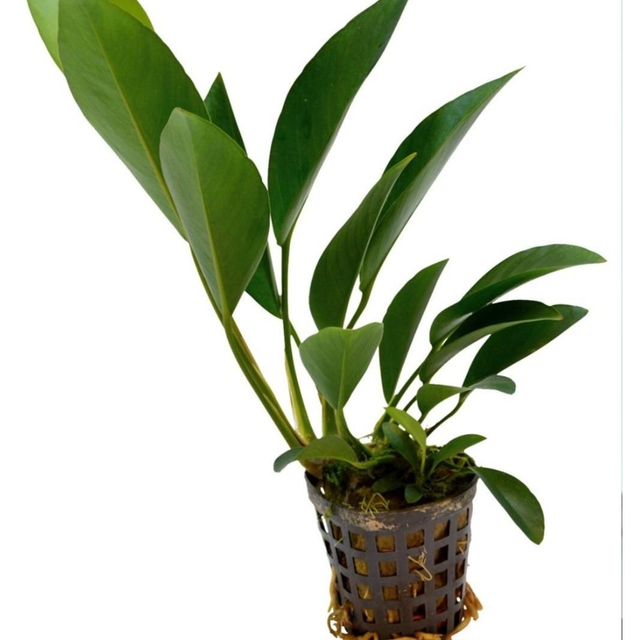 AP anubias congensis 8715897272189