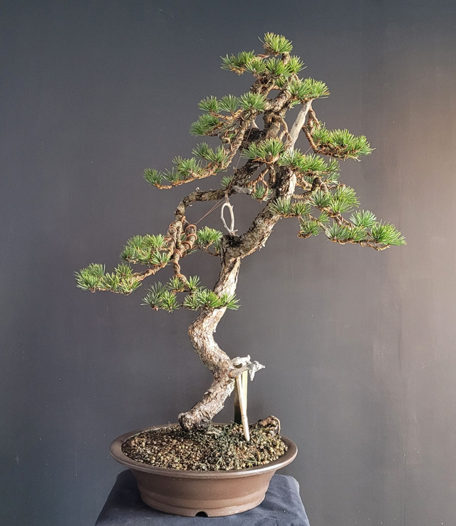 (170) pin sylvestre yamadori