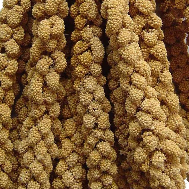 Millet en grappe 100g
