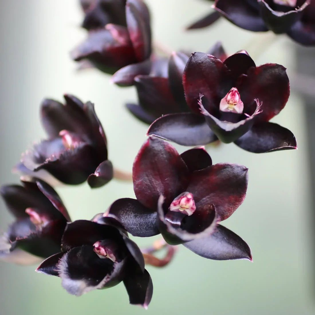 Orchidée noire