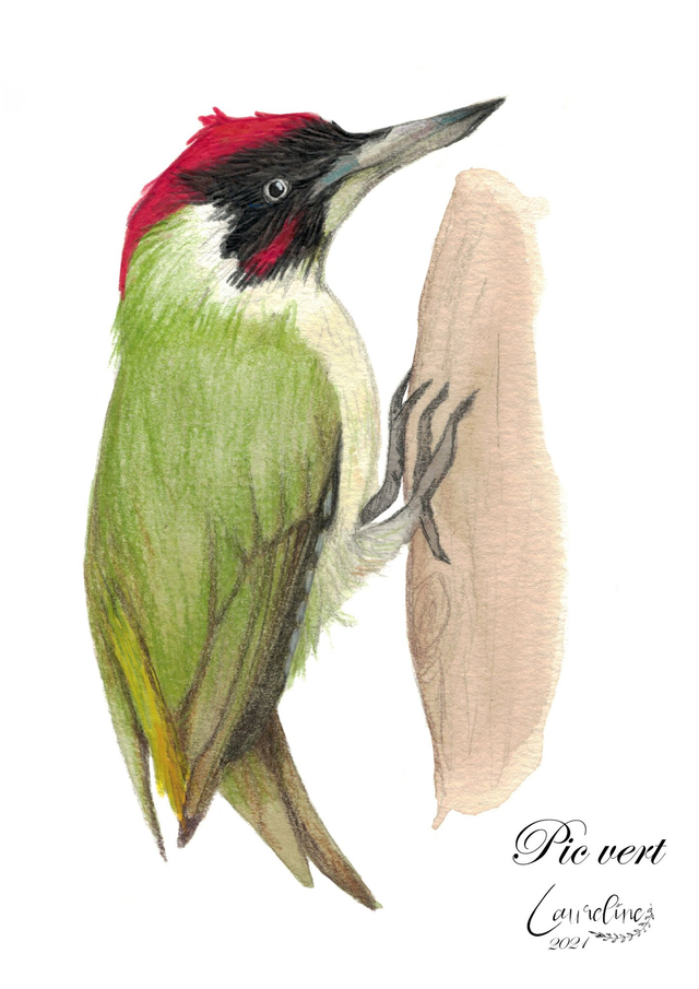 Carte postale Pic vert